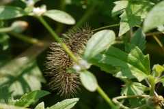 Setaria verticillata